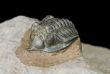 Pseudocryphaeus (Cryphina) Trilobite - Lghaft, morocco #125205-4